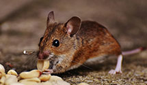 24 Hour & Emergency Exterminators in Rushville, PA